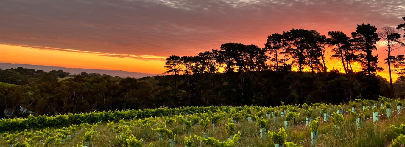 Parea Estate vineyard at sunset